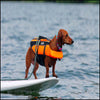 Life Jacket for Doxie