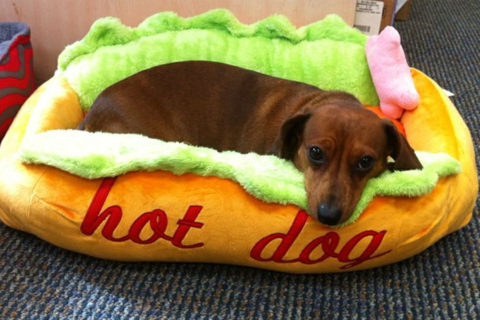 Hot Dog Bed